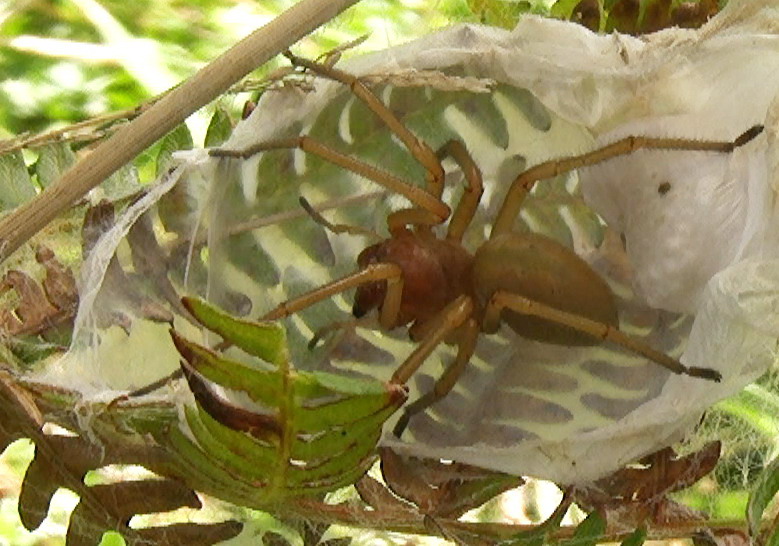 Cheiracanthium punctorium - San Giovanni Rotondo (FG)